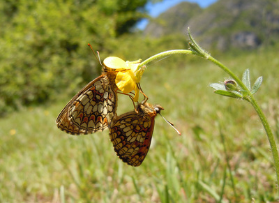122-11-nymphalidae-melitaea-athalia-2-foto-gianluca-ferretti