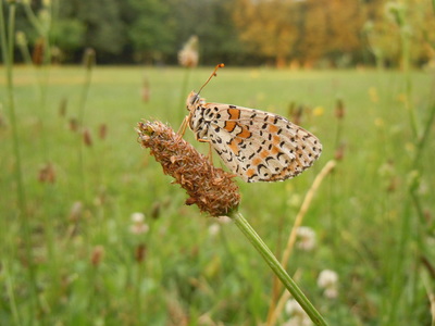 124-12-nymphalidae-melitaea-dydima-2-foto-gianluca-ferretti_1