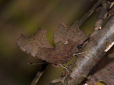 126-13-nymphalidae-polygonia-c-album-2-foto-roberto-innocenzi