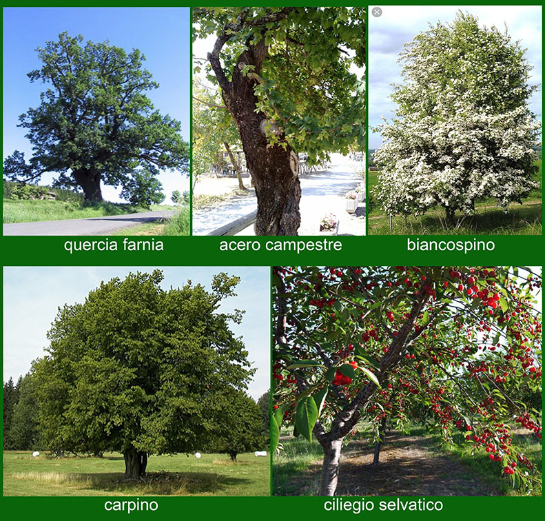 1912 eventi 140alberi forestaMI oasi specie arboree da grandi lr copia