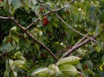 APS 140525 ciliegie 1606lr