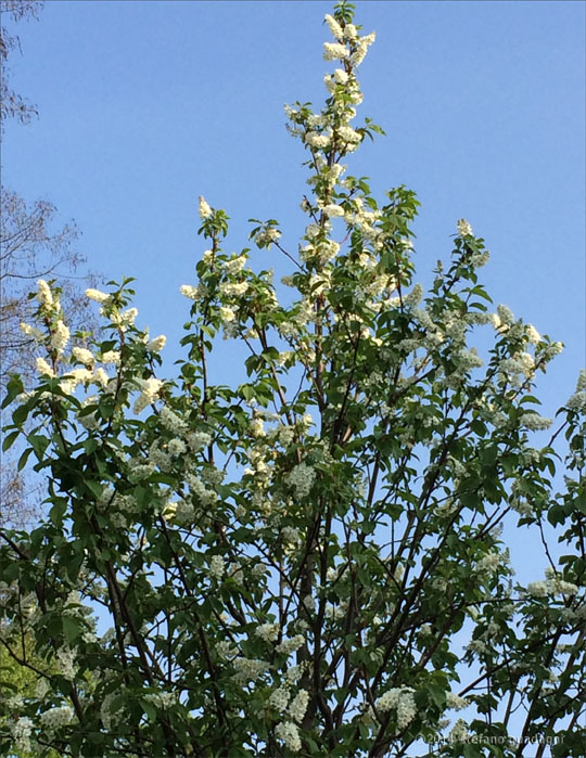 I nostri prunus già in fiore
