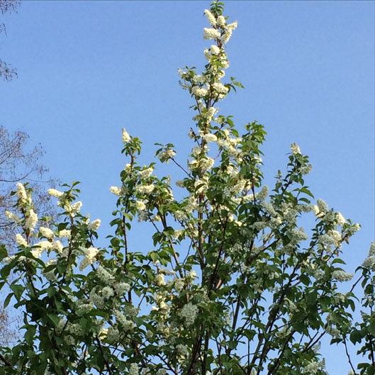 APS 2014 alberelli in fiore 3829sqlr