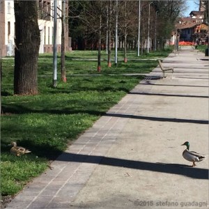 Sofore e Prunus... per non far torto a nessuno parliamo anche dei Tigli: oggi nel viale una presenza d'eccezione!