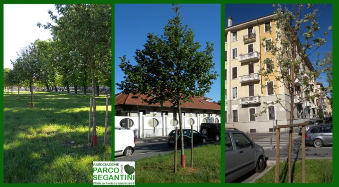 APS 2016 prunus al 3o anno lr