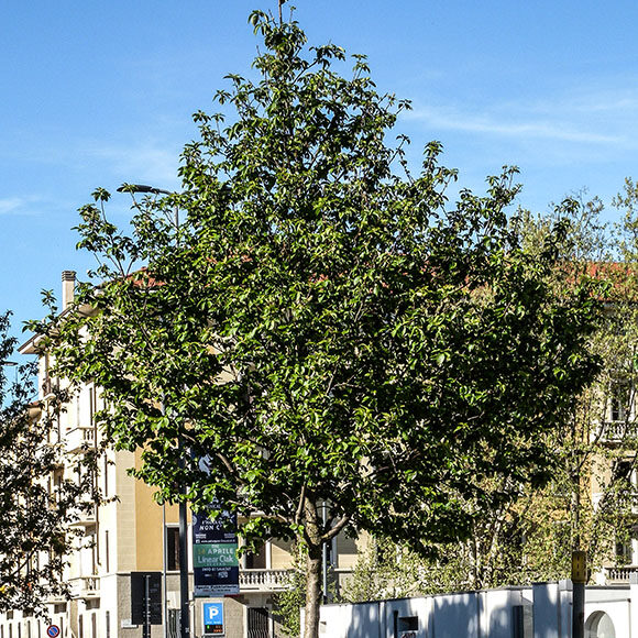 APS 2016 prunus primaverile1364lr