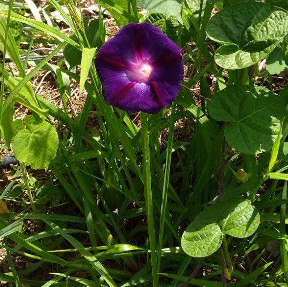 APS 2017 campanula spontanea 0264lr