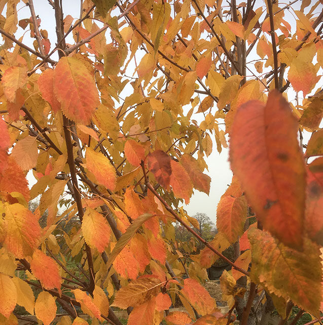 APS albero autunno