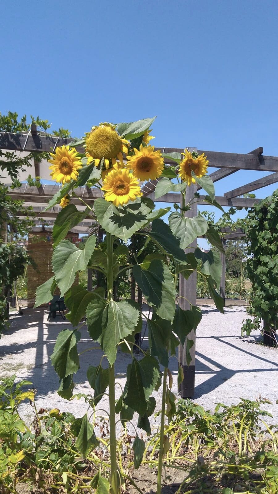 girasoli