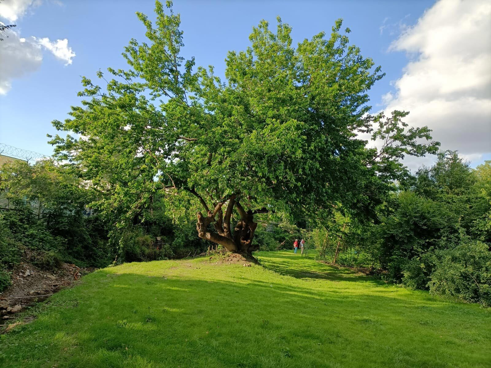 il gelso in primavera - Associazione Parco Segantini di Milano