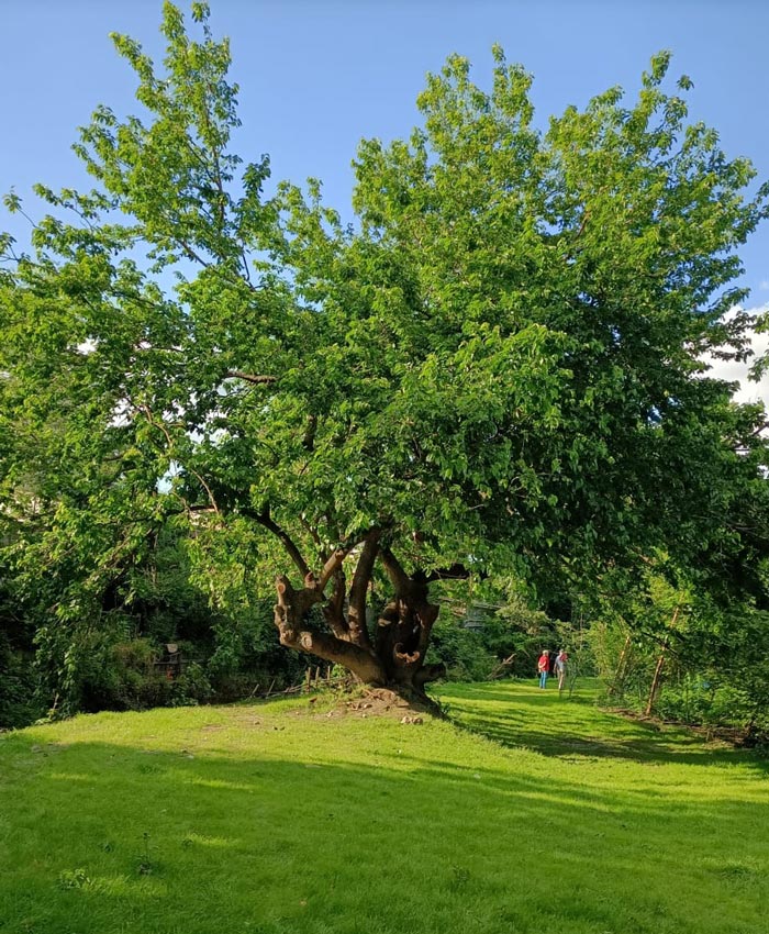 il-gelso