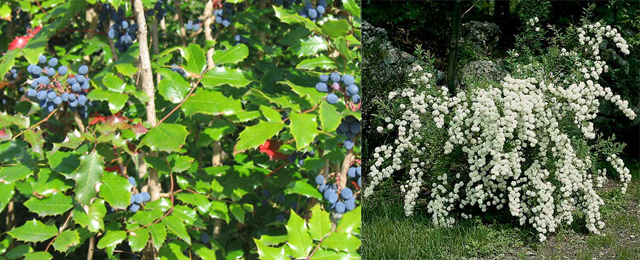 img_sample_veg_viale-segantino