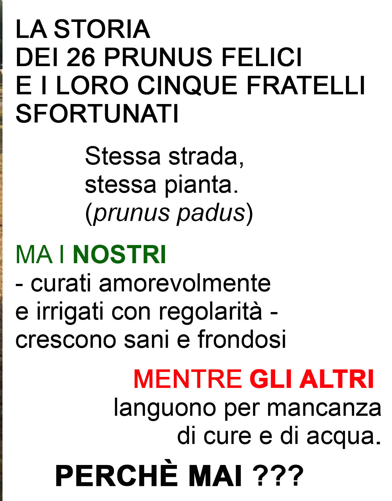 prunus good and bad testo