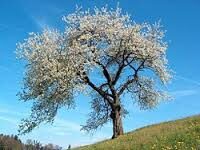prunus padus
