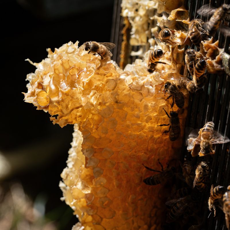 apicoltura segantini