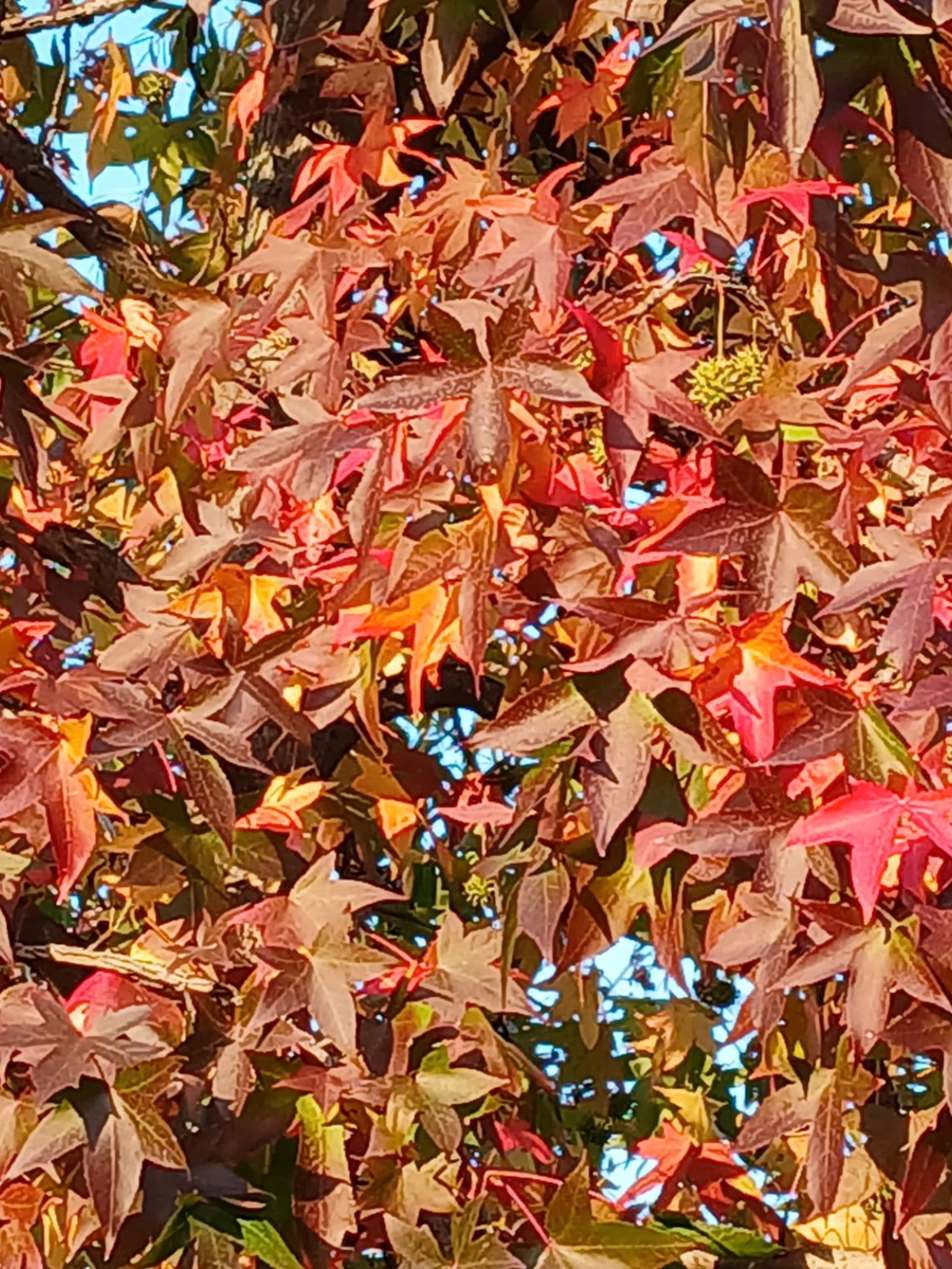 fall