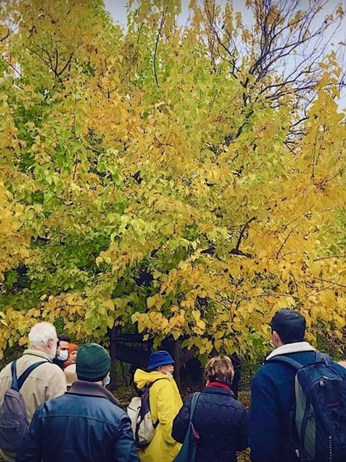 visita gelso